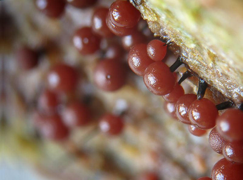 Enerthenema papillatum